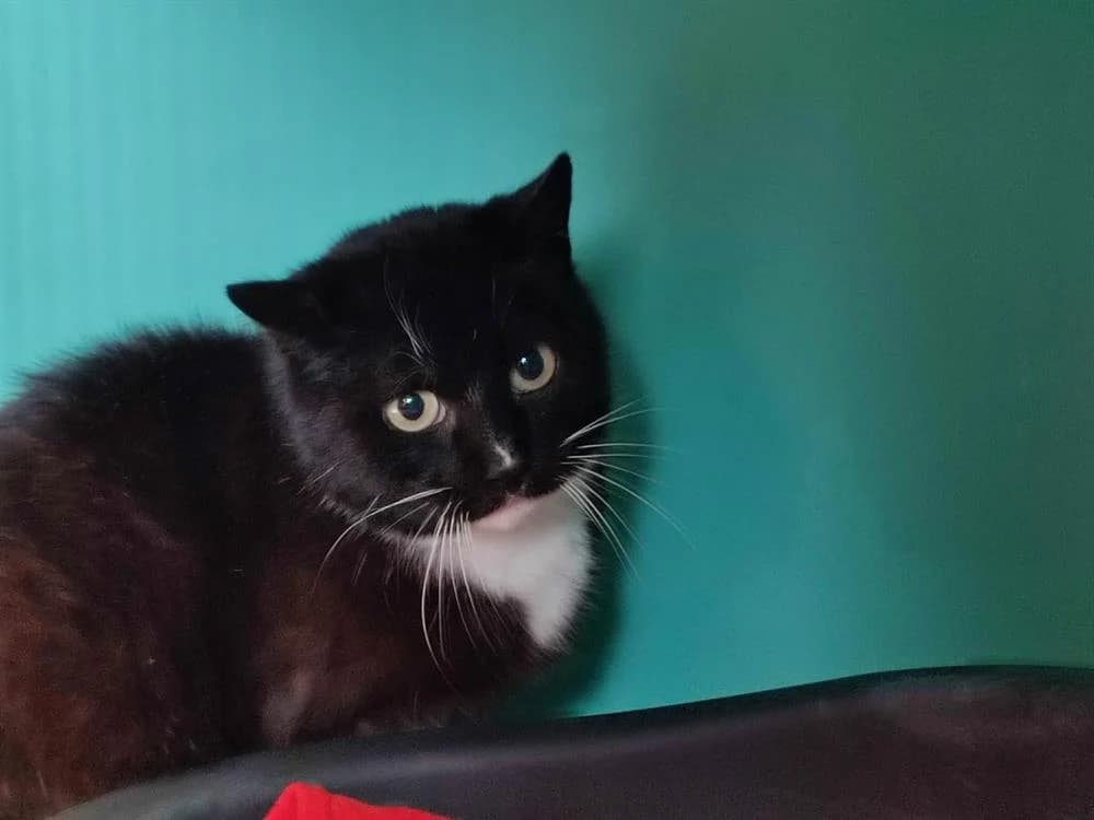 KATLA QCT, female mixed breed for adoption at SPA Quimper, Quimper