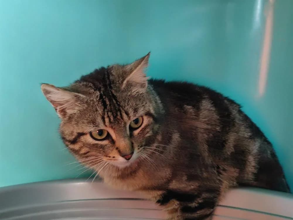 STROMBOLI QCT, male mixed breed for adoption at SPA Quimper, Quimper