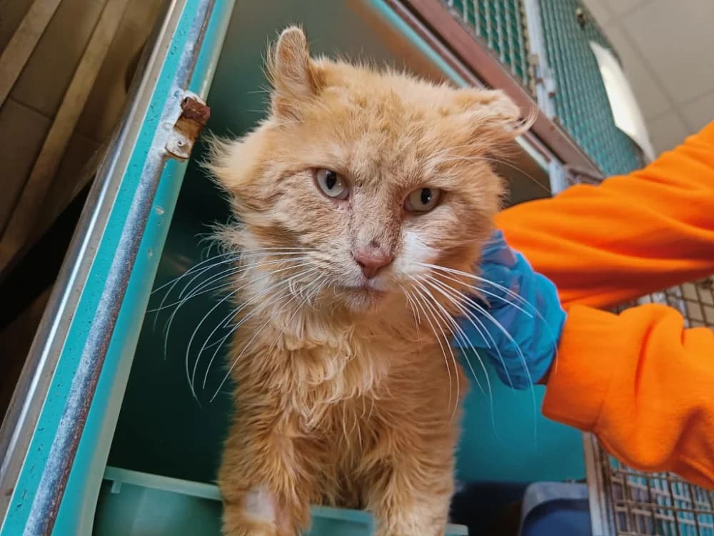 SIMBA QCT, male mixed breed for adoption at SPA Quimper, Quimper