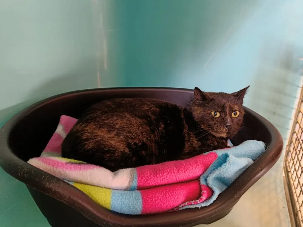 ISHA QCT, female mixed breed for adoption at SPA Quimper, Quimper