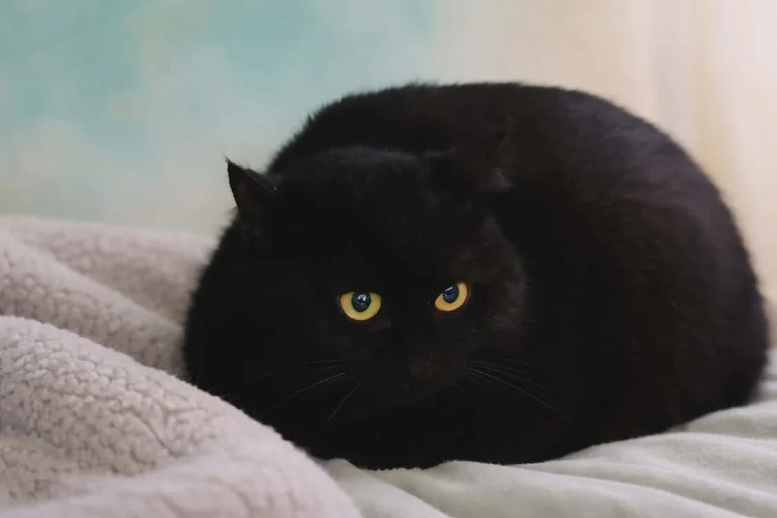 BENCO QCT, male mixed breed for adoption at SPA Quimper, Quimper