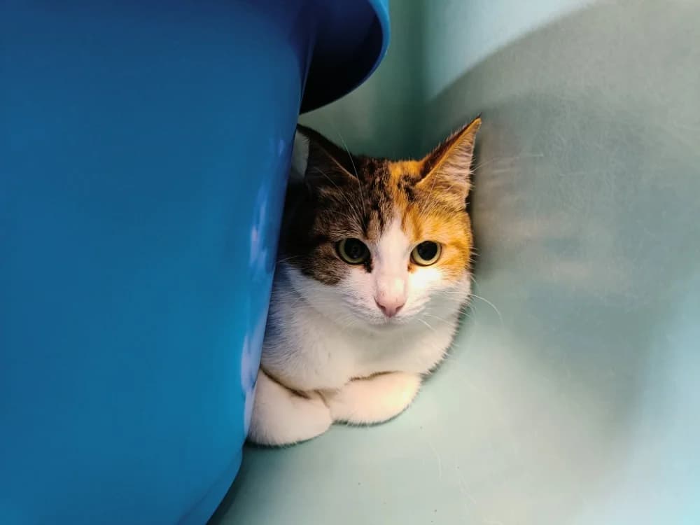 BUCOLIQUE QCT, female mixed breed for adoption at SPA Quimper, Quimper