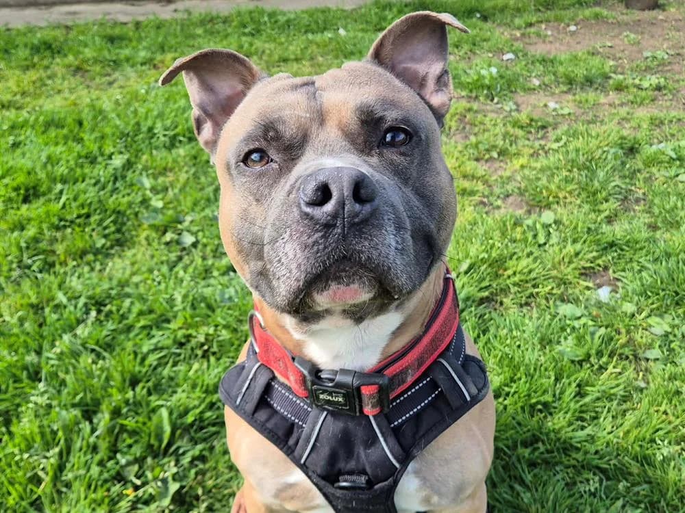 SHADOW QCN, male American Bully for adoption at SPA Quimper, Quimper