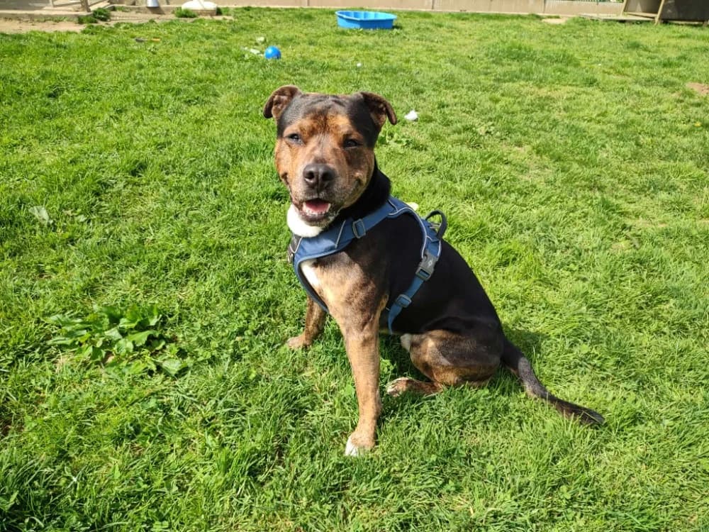 CHIPO QCN, male French Bulldog for adoption at SPA Quimper, Quimper