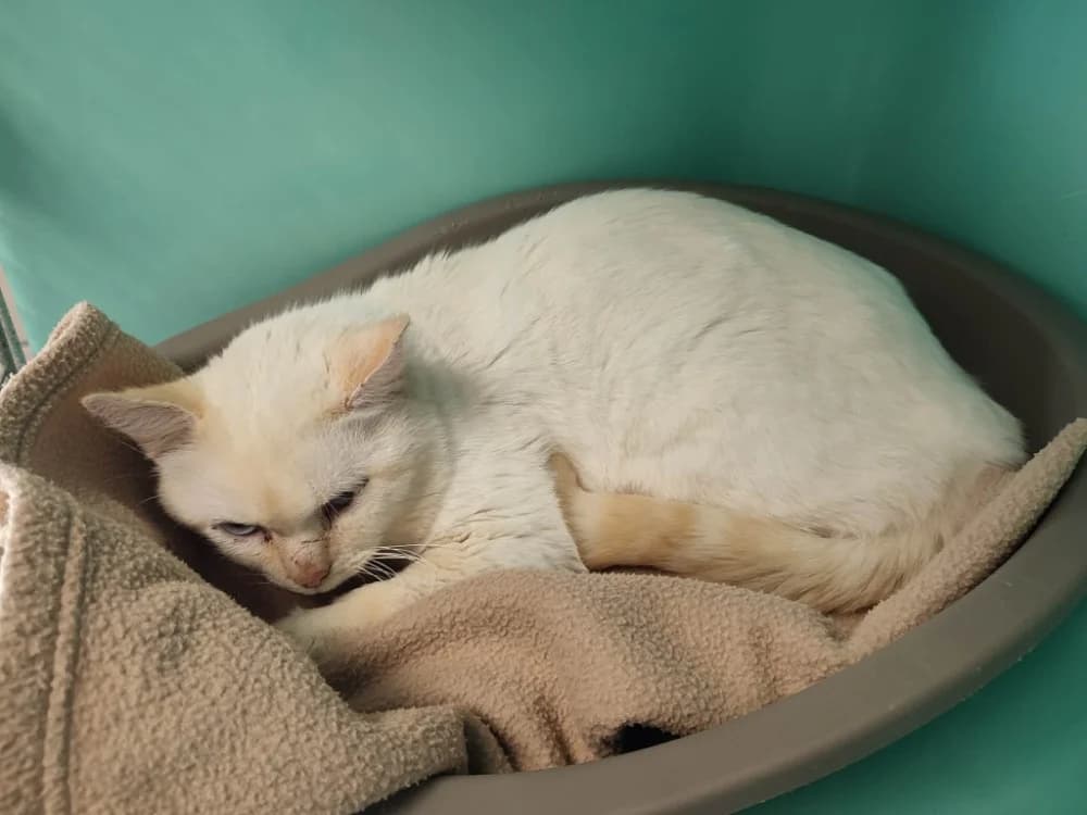 MIAM QCT, male mixed breed for adoption at SPA Quimper, Quimper