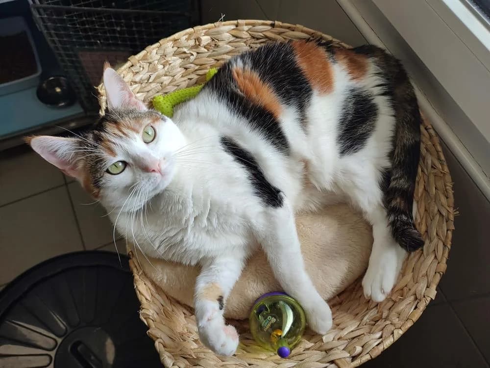 PRALINE QCT, female mixed breed for adoption at SPA Quimper, Quimper