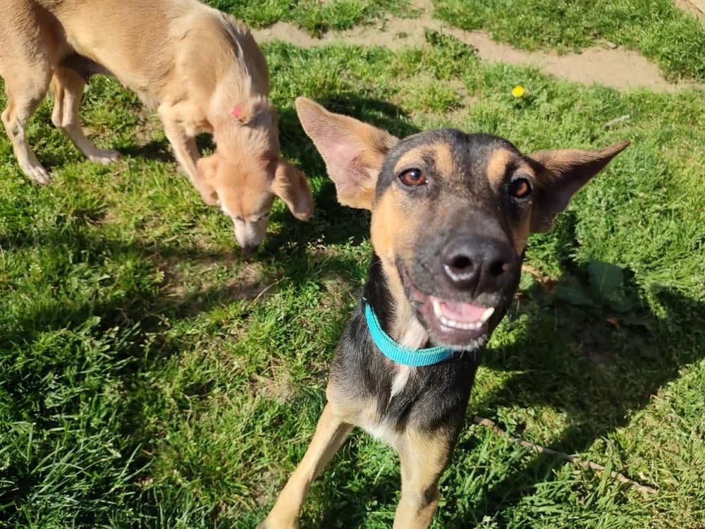 VICKY QCN (a trouvé sa famille), female mixed breed for adoption at SPA Quimper, Quimper