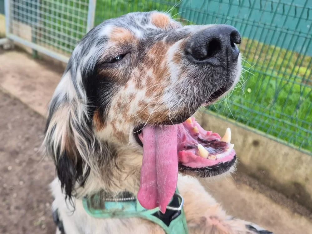 TAKIN QCN, male senior English Setter for adoption at SPA Quimper, Quimper