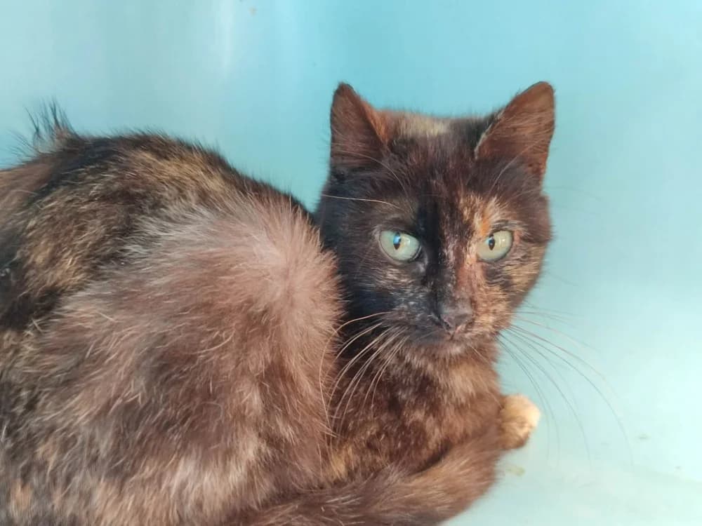 GAINE QCT, female young Mixed Breed for adoption at SPA Quimper, Quimper