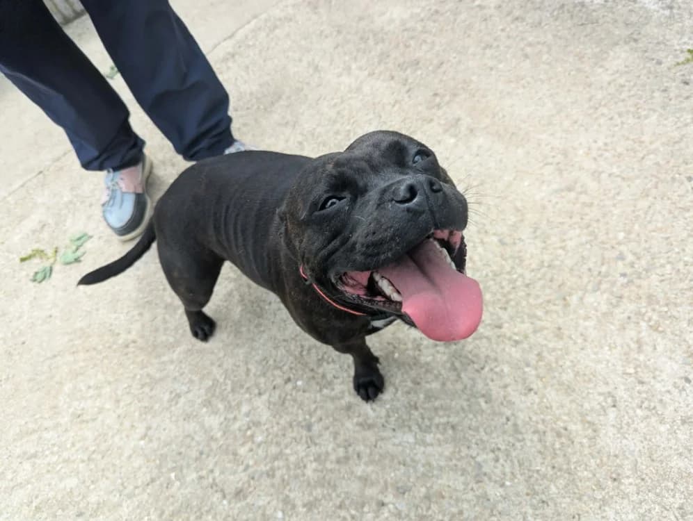 LAIKA QCN, female young Staffordshire Bull Terrier for adoption at SPA Quimper, Quimper