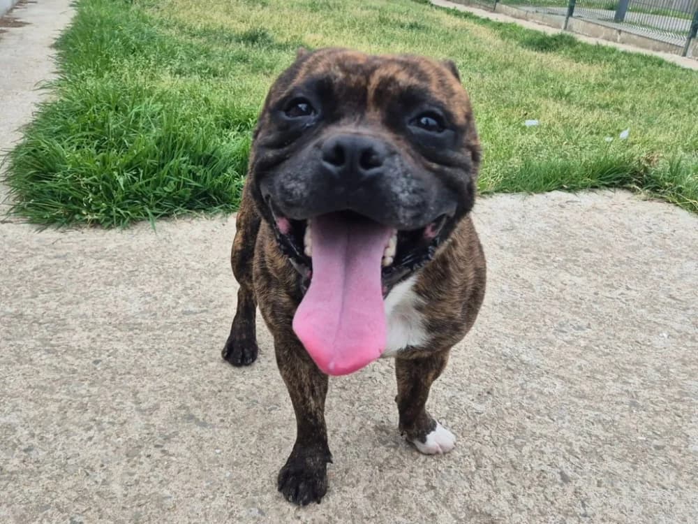 MARLEY QCN, male young Staffordshire Bull Terrier for adoption at SPA Quimper, Quimper