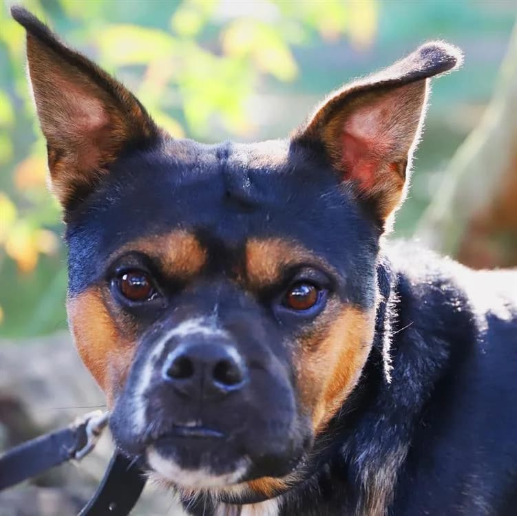 CYRIUS, male mixed breed for adoption at SPA Redon, Redon