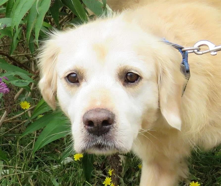 nouki, male Golden Retriever for adoption at SPA Redon, Redon