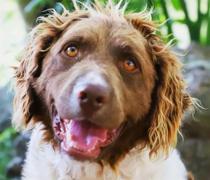 JOKE, male mixed breed for adoption at SPA Redon, Redon