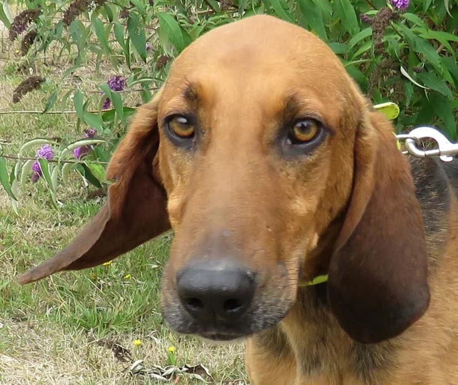 HOLMES, male Mixed Breed for adoption at SPA Redon, Redon