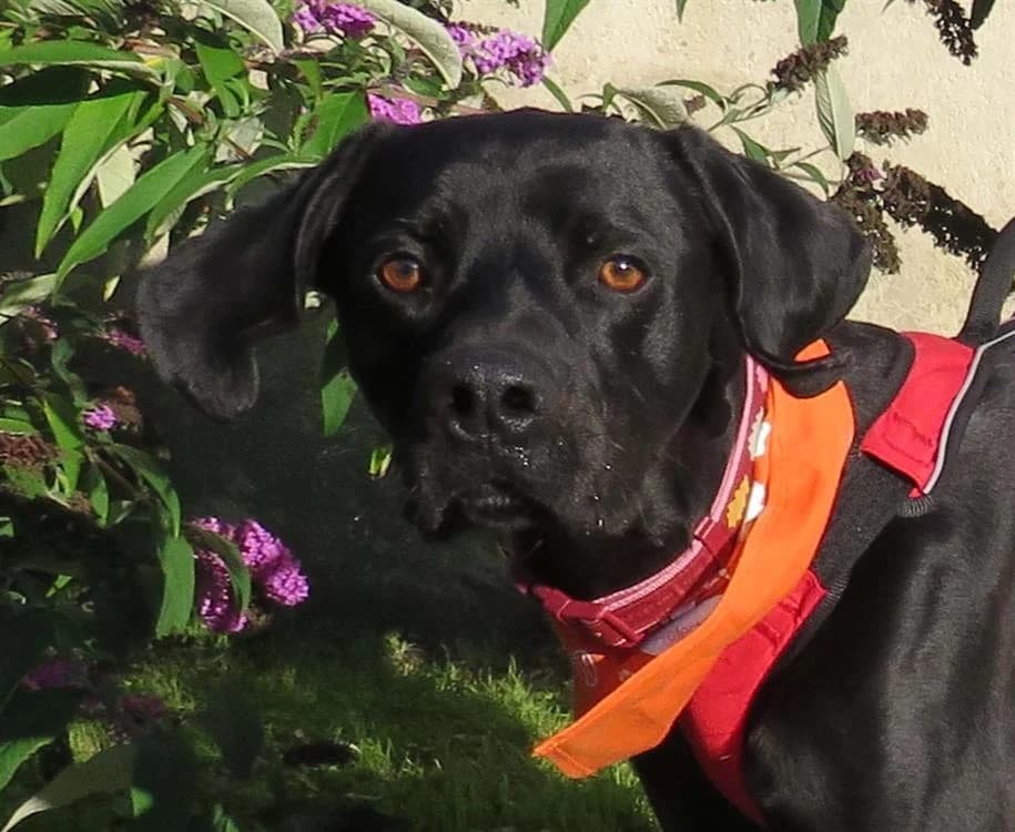 Pepin, male young German Shorthaired Pointer for adoption at SPA Redon, Redon