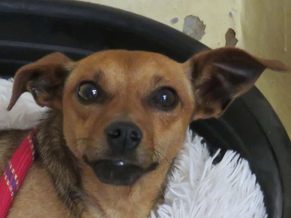 MERIDIUS, male Mixed Breed for adoption at SPA Redon, Redon