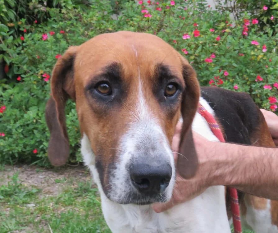 ANGLADE, male mixed breed for adoption at SPA Redon, Redon