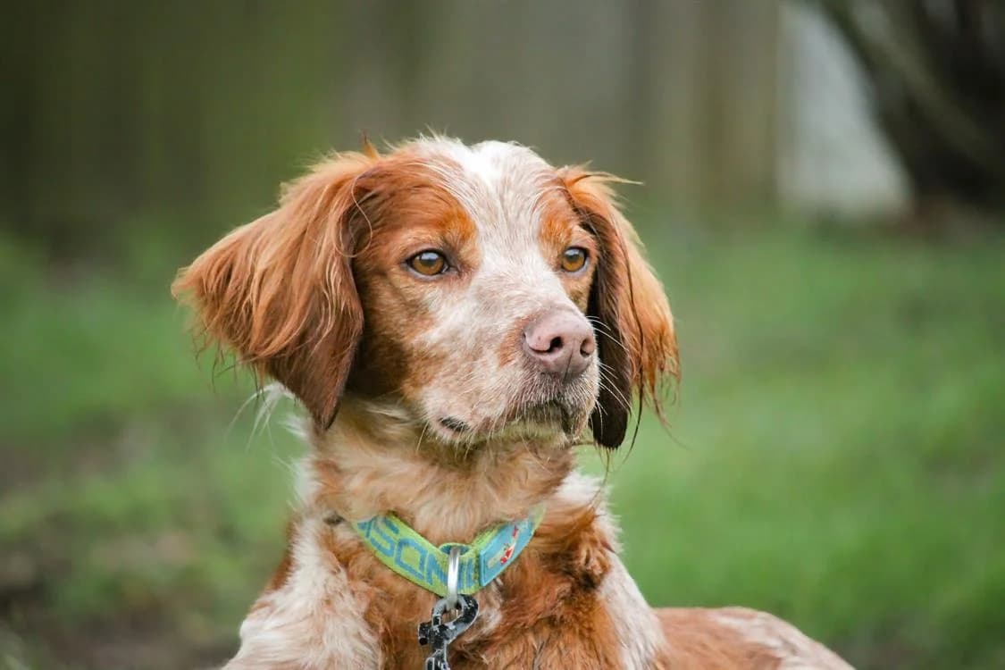 NOK, male Brittany Spaniel for adoption at SPA Redon, Redon