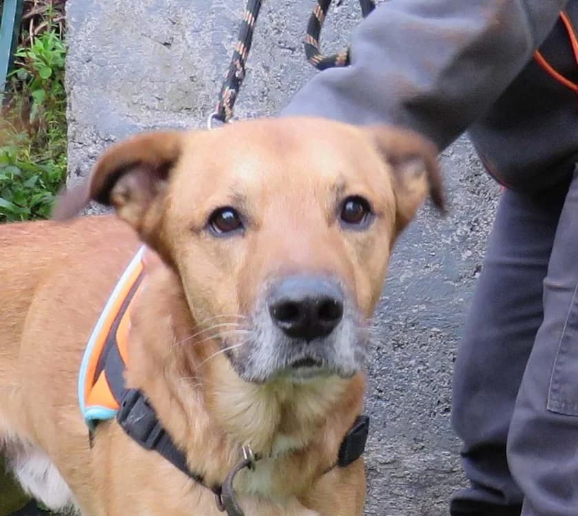 TYSON, male mixed breed for adoption at SPA Redon, Redon