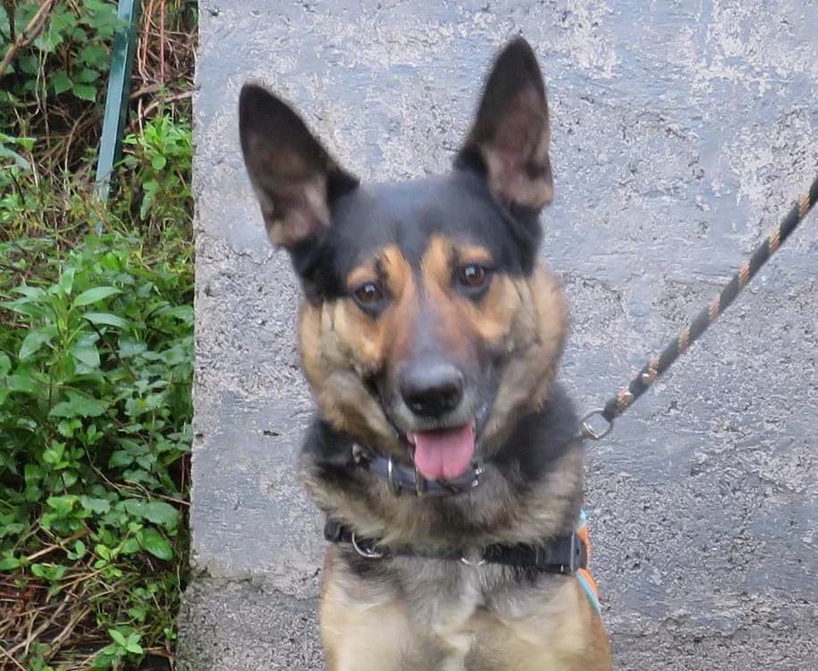FOLKO, male German Shepherd for adoption at SPA Redon, Redon