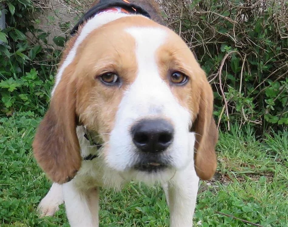 PANOU, male mixed breed for adoption at SPA Redon, Redon