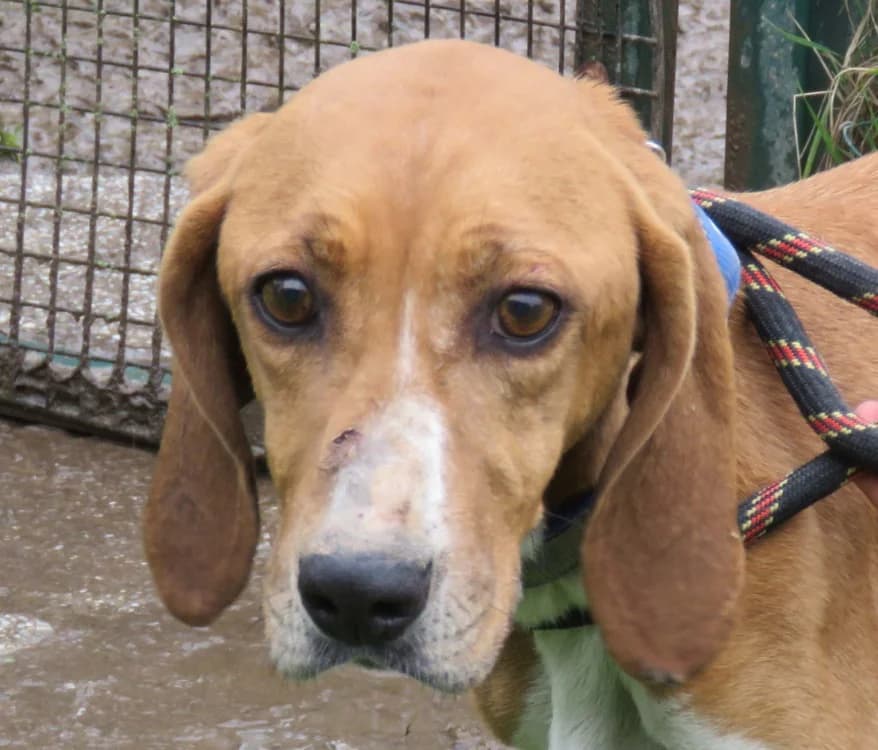 SAMBA, female Mixed Breed for adoption at SPA Redon, Redon