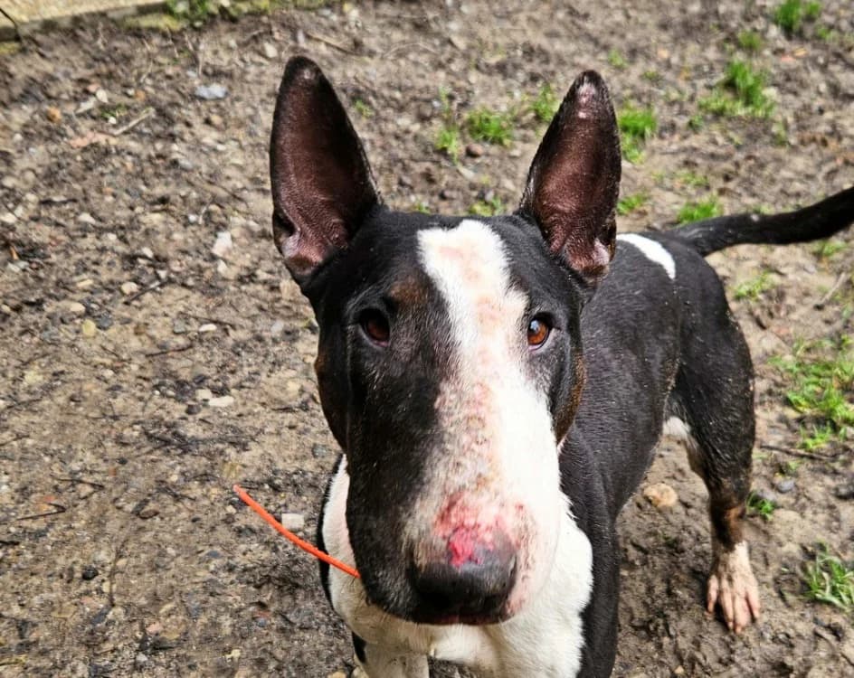SIRIE, female Bull Terrier for adoption at SPA Redon, Redon