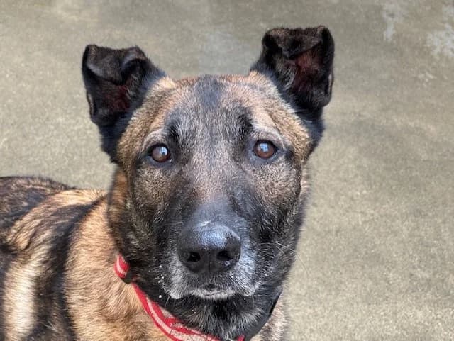 Yoshi, male Mixed Breed for adoption at SPA Redon, Redon