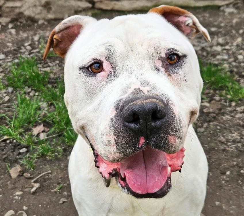 SOA, male French Bulldog for adoption at SPA Redon, Redon