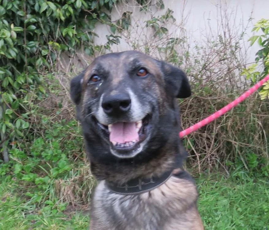 LOU, male Belgian Malinois for adoption at SPA Redon, Redon
