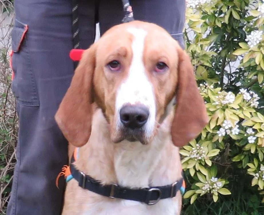 MUSHU, male mixed breed for adoption at SPA Redon, Redon