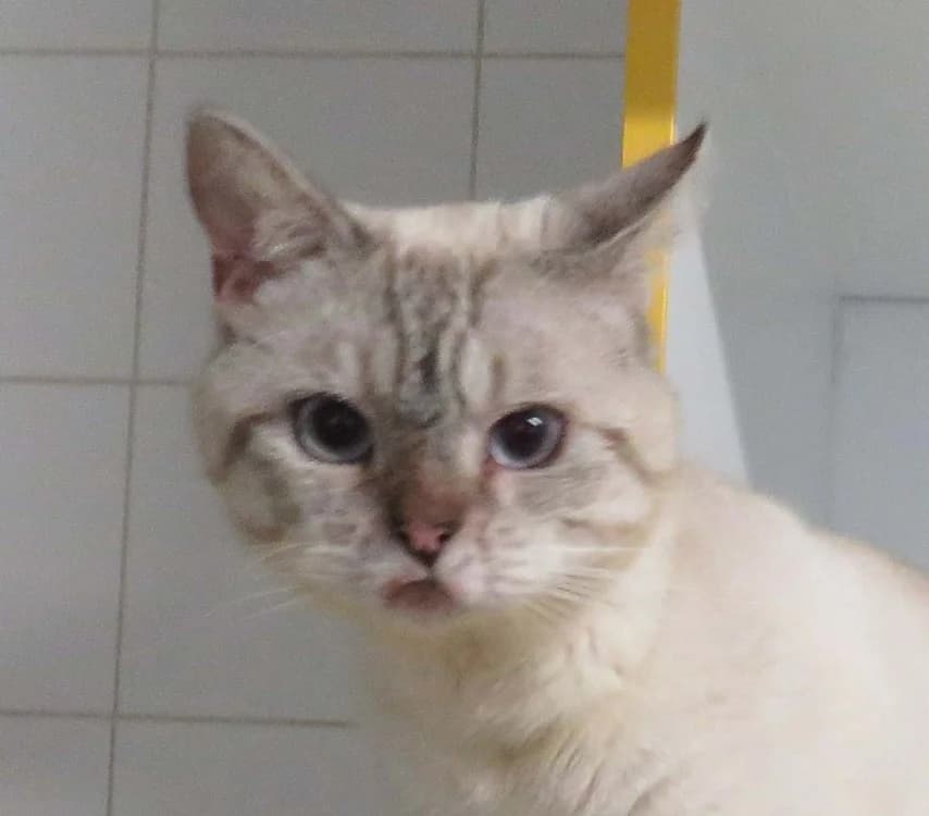 BIDON, male mixed breed for adoption at SPA Redon, Redon