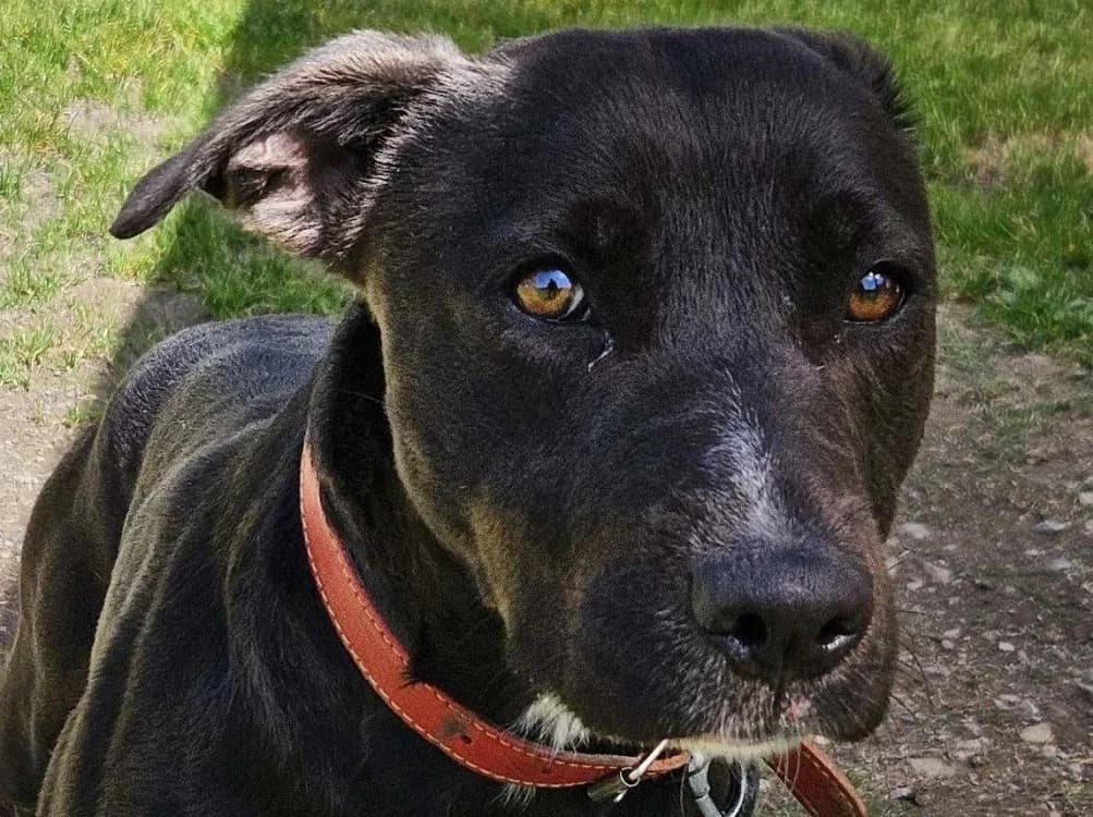 ALVIDA, female Labrador Retriever for adoption at SPA Redon, Redon