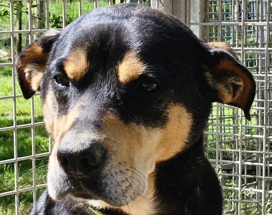 GUILBY, male mixed breed for adoption at SPA Redon, Redon