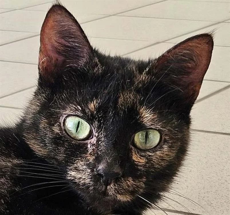 CAILLA, female mixed breed for adoption at SPA Redon, Redon