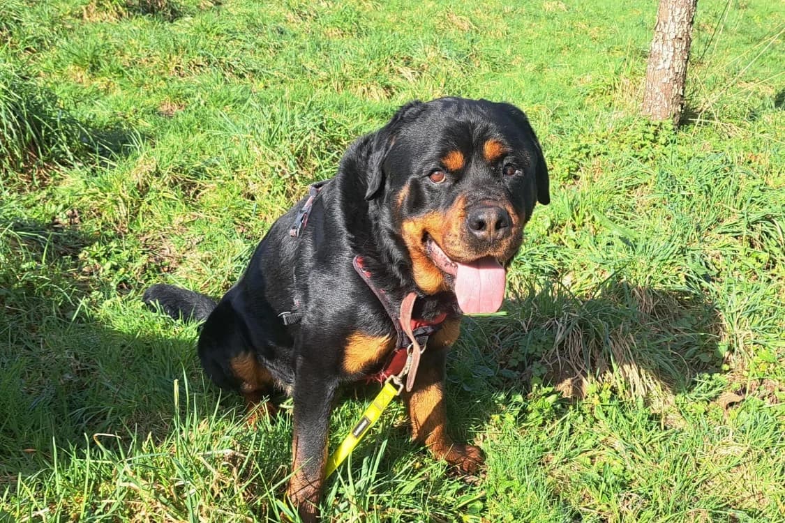 MALABAR, male Rottweiler for adoption at SPA Rennes, Rennes