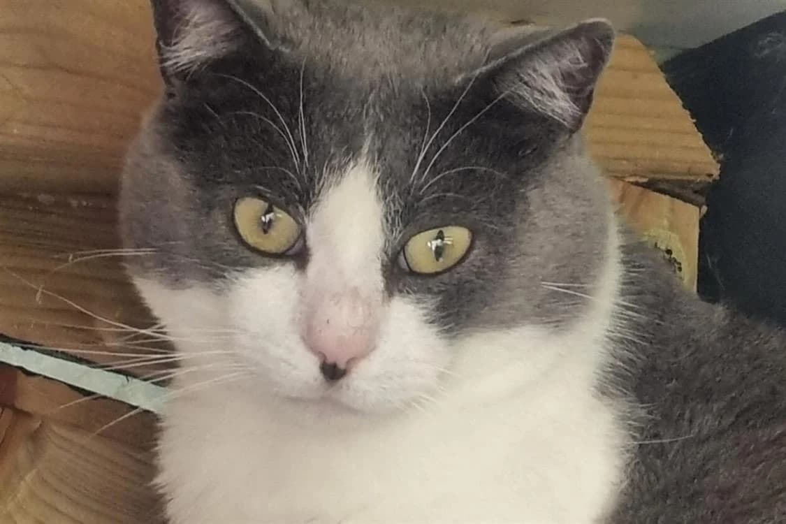 MACIS, male mixed breed for adoption at SPA Rennes, Rennes