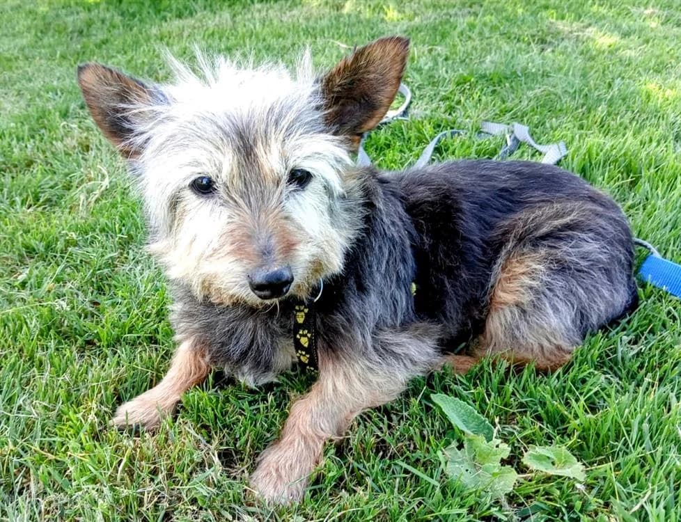 GUESS, male Yorkshire Terrier for adoption at SPA Rennes, Rennes