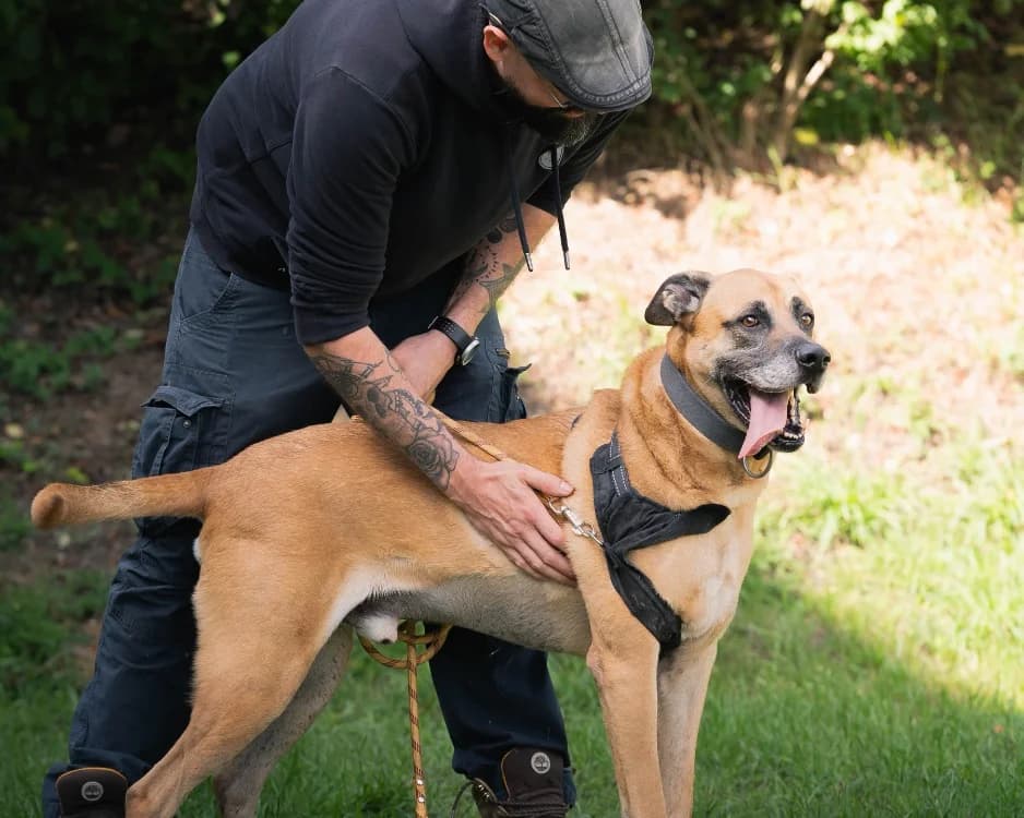 Stick, male Great Dane for adoption at SPA Rennes, Rennes
