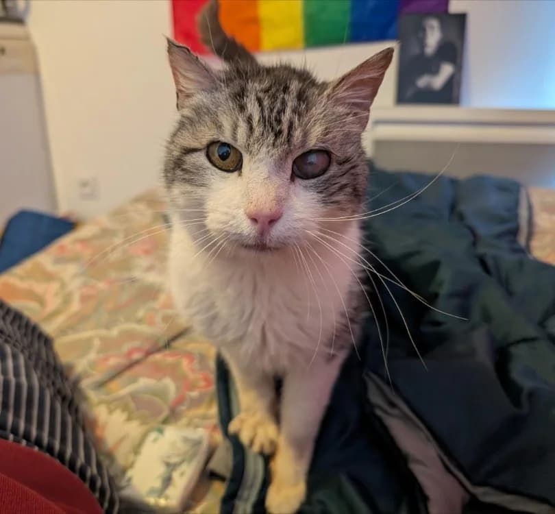 BABEL, male mixed breed for adoption at SPA Rennes, Rennes