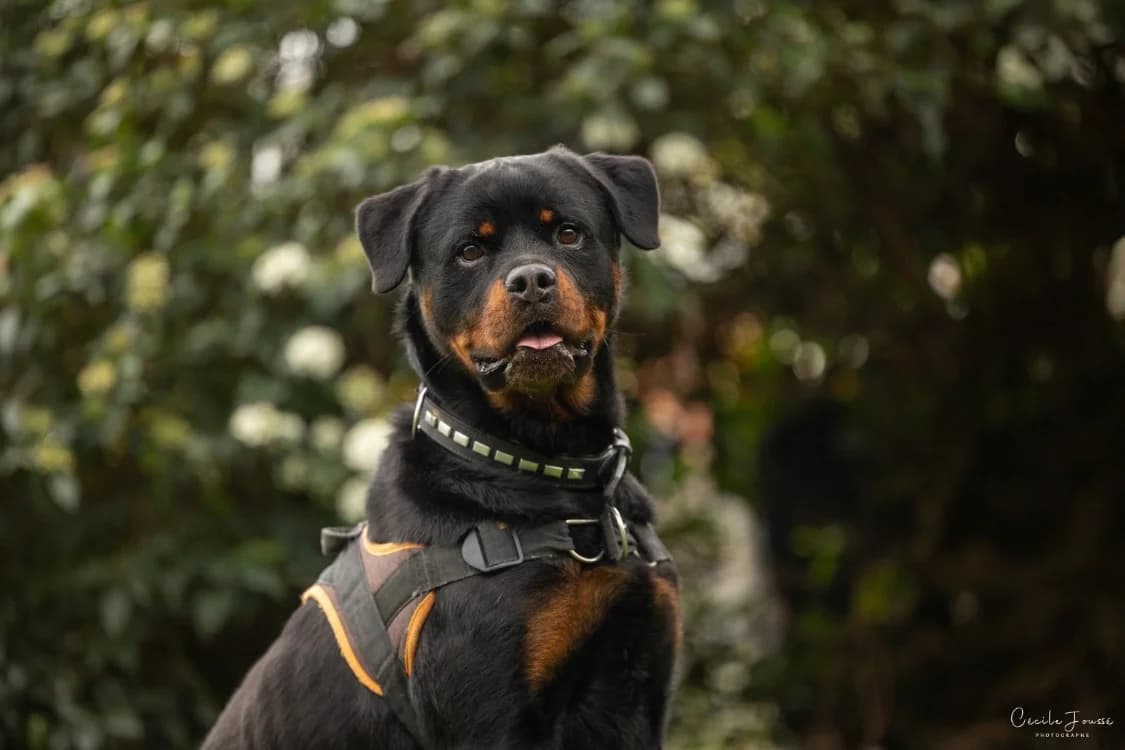 TWIST, male 3yo Rottweiler for adoption at SPA Rennes, Rennes