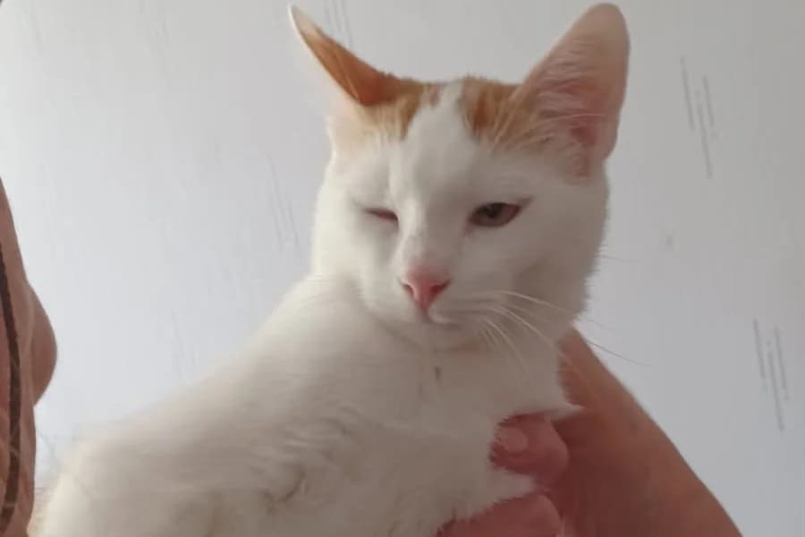 CAJOU dit Crapule, male mixed breed for adoption at SPA Rennes, Rennes