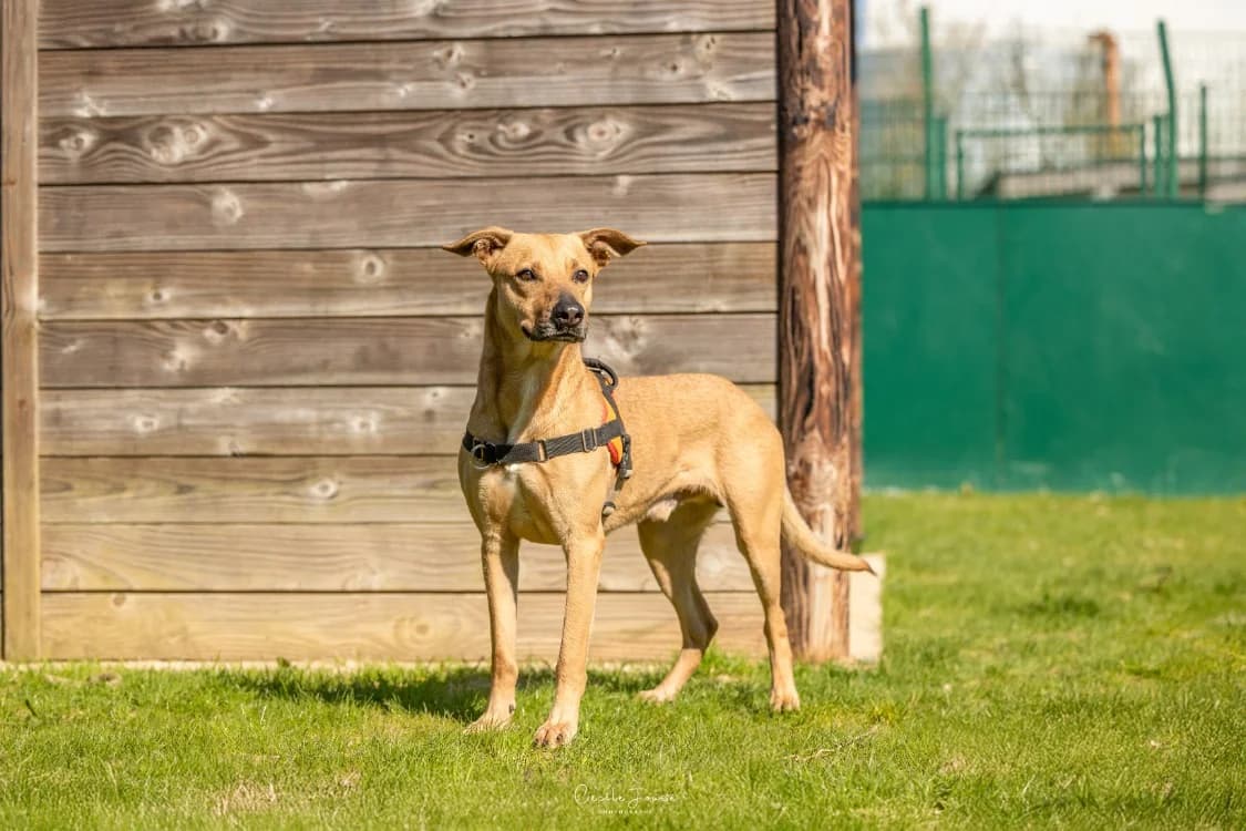 PEPIN, male Mixed Breed for adoption at SPA Rennes, Rennes