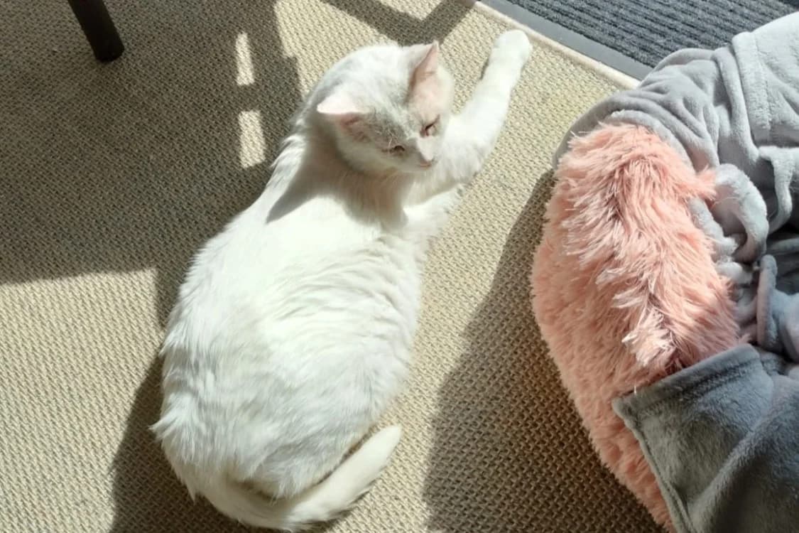 FENOUIL, male mixed breed for adoption at SPA Rennes, Rennes