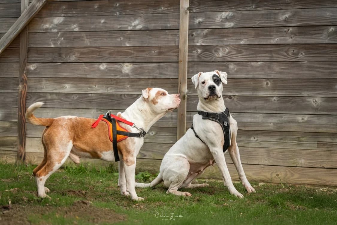 DIABOLO (adoption duo), male American Staffordshire Terrier for adoption at SPA Rennes, Rennes