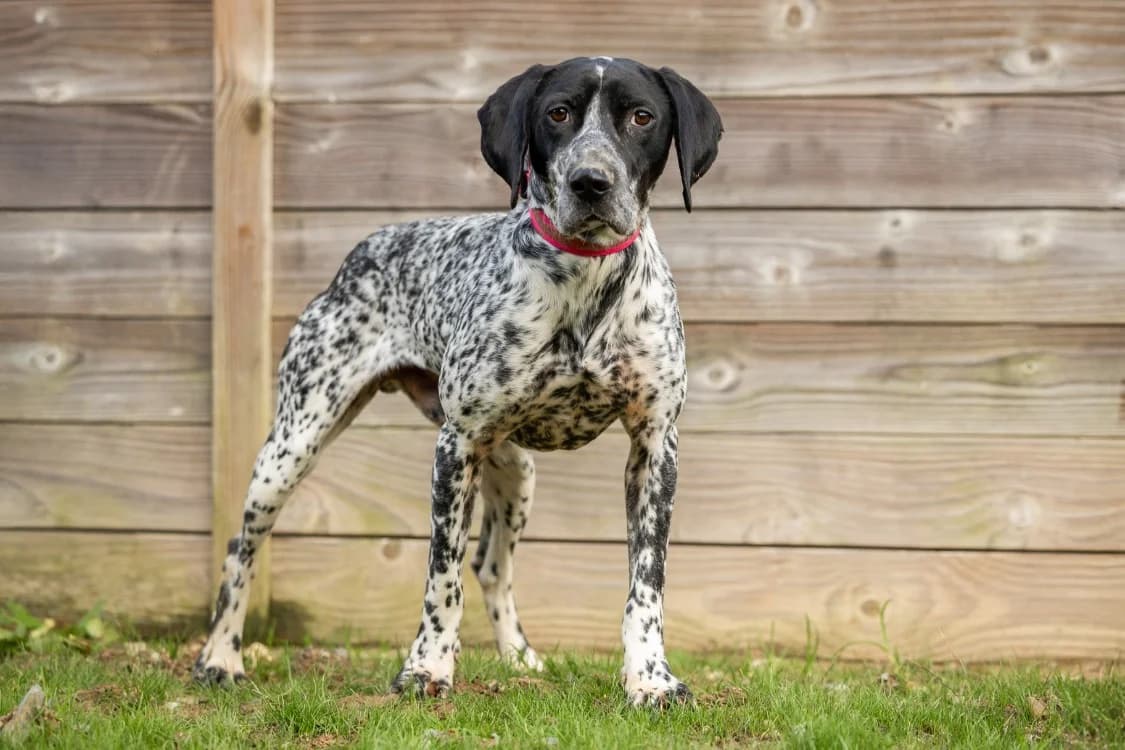 PRINCE, male Pointer for adoption at SPA Rennes, Rennes