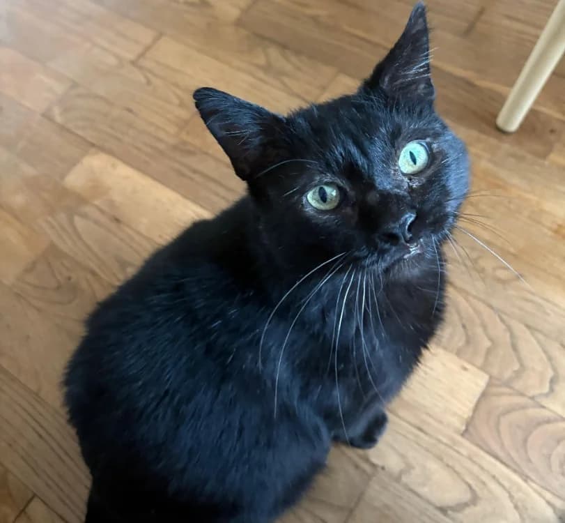 VERLAINE, male mixed breed for adoption at SPA Rennes, Rennes