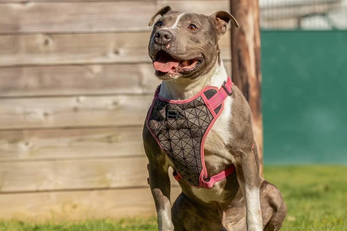LUTH, male 7yo Mixed Breed for adoption at SPA Rennes, Rennes