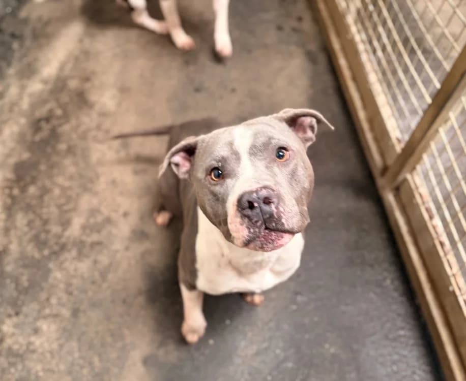 UBER, male American Staffordshire Terrier for adoption at SPA Rennes, Rennes